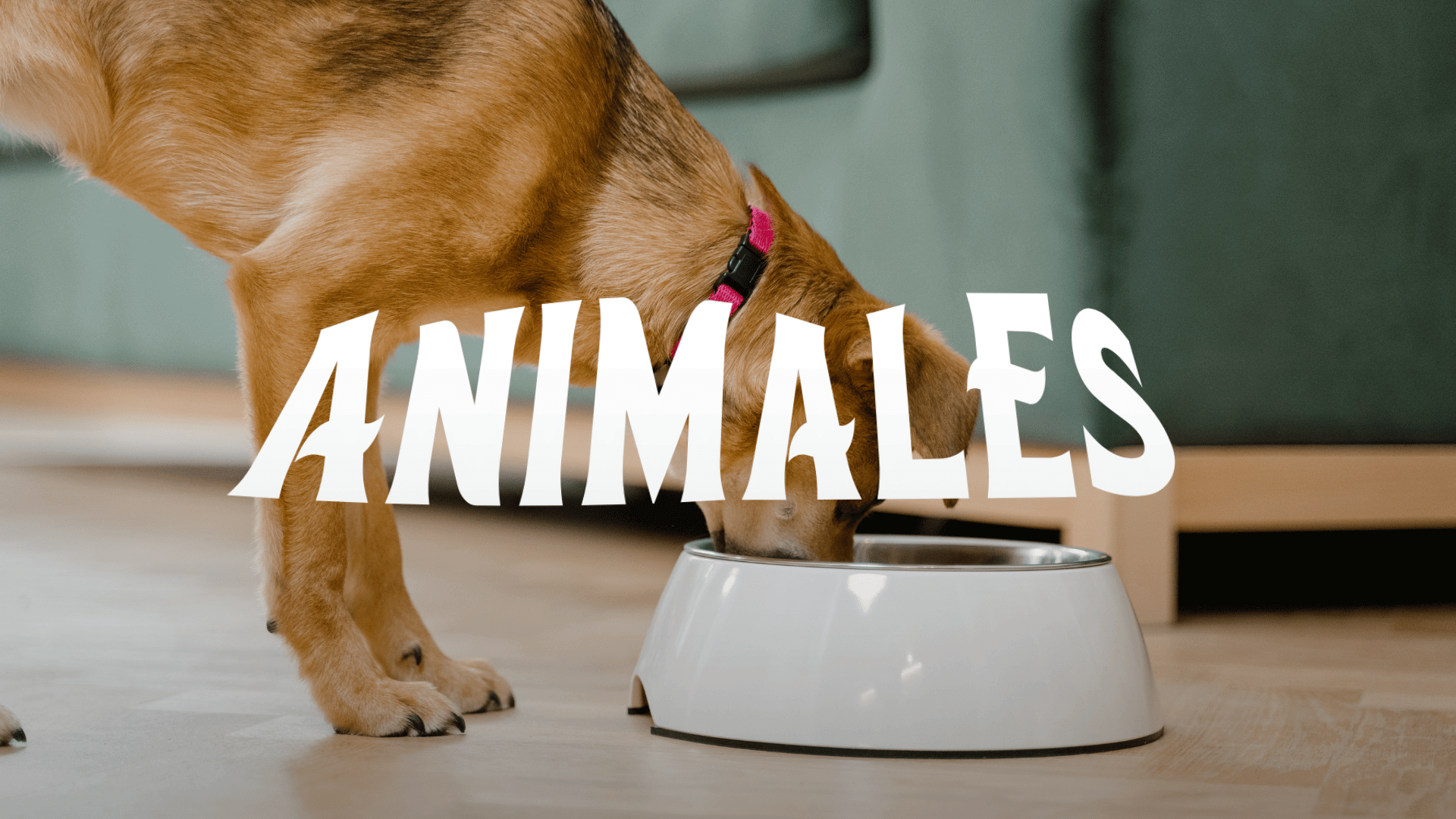 PAGINAS WEB ANIMALES